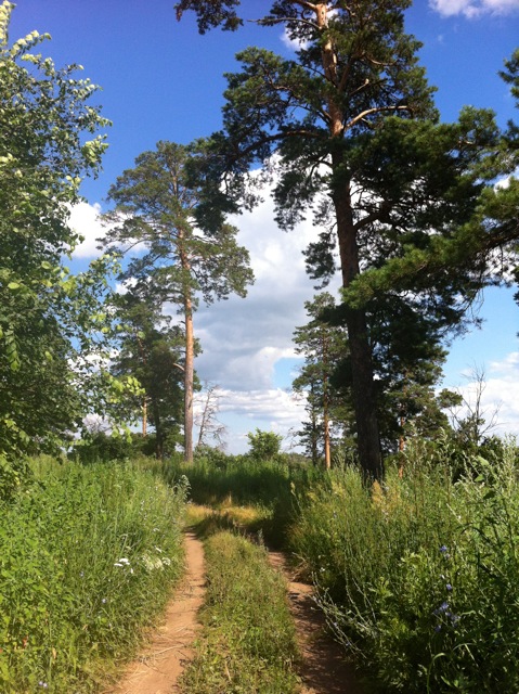 Дорога в Сокольском лесу. 2017-07-22